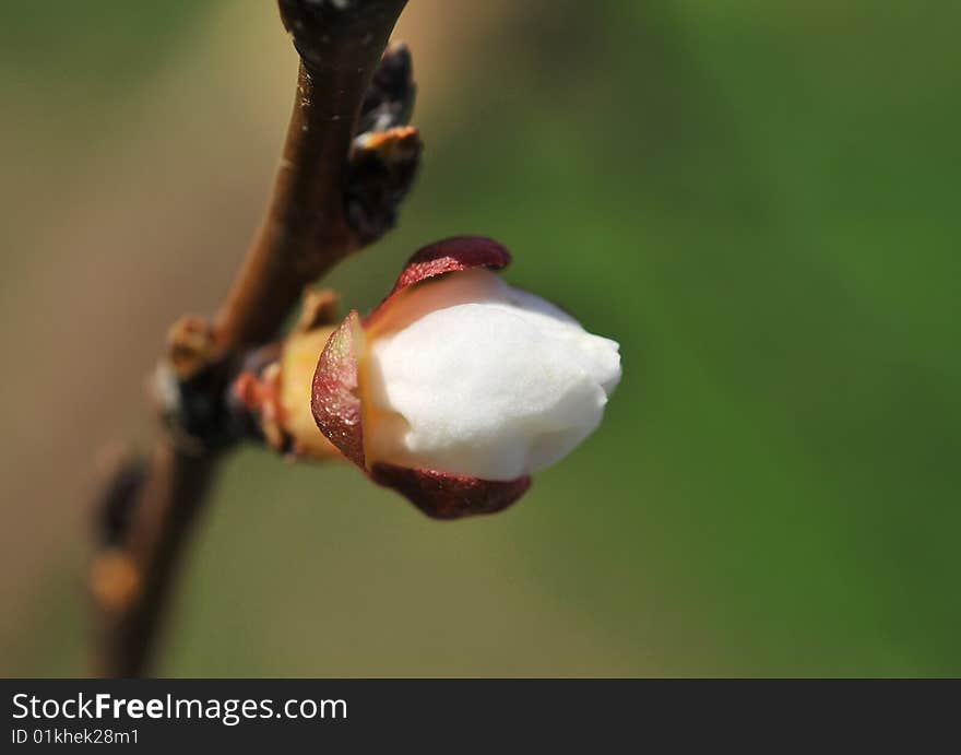 Close up of plum-tree  blossom. Close up of plum-tree  blossom