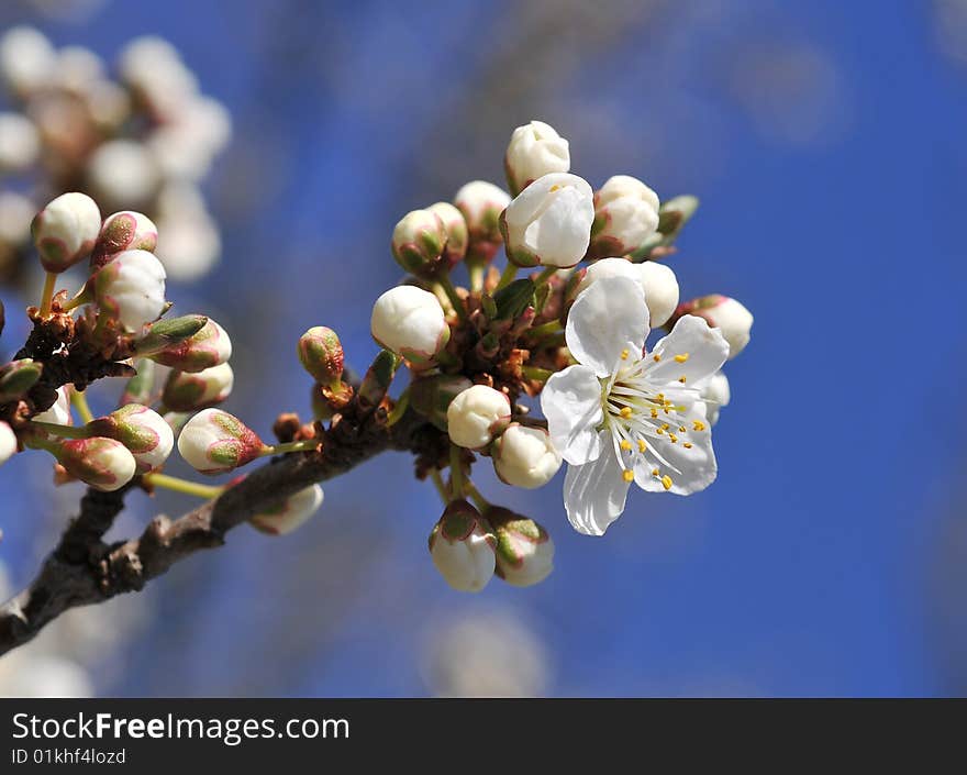 Close up of plum-tree blossoms. Close up of plum-tree blossoms