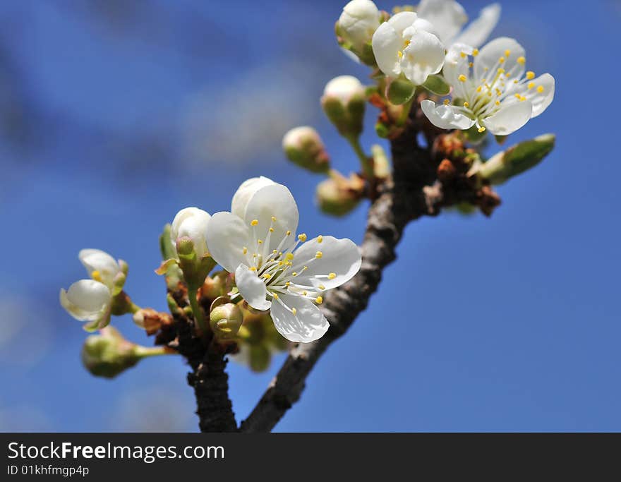 Close up of plum-tree blossoms. Close up of plum-tree blossoms