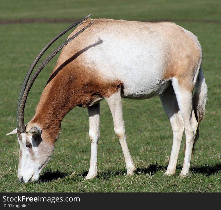 Single Scimitar horned oryx in zoo. Single Scimitar horned oryx in zoo