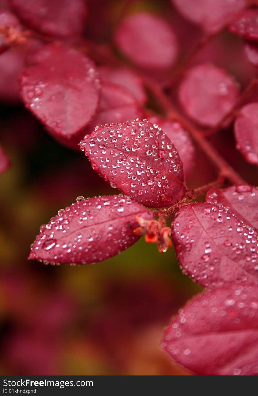 Soem red leaves hold onto some water droplets after a spring rain. Soem red leaves hold onto some water droplets after a spring rain.