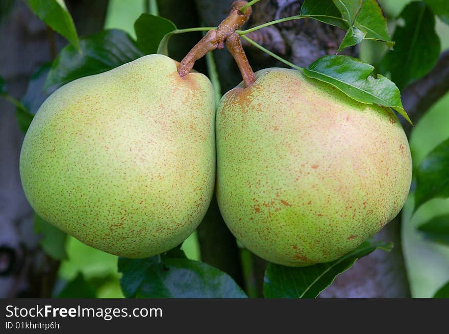 A Pear of Pears on a tree, just before they got picked