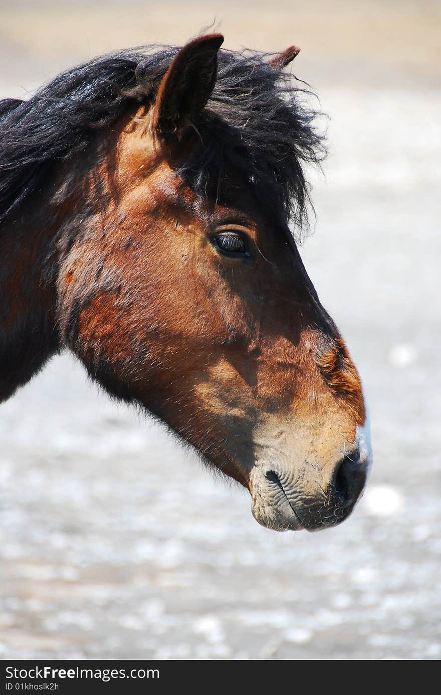 Horse head on grassland of china