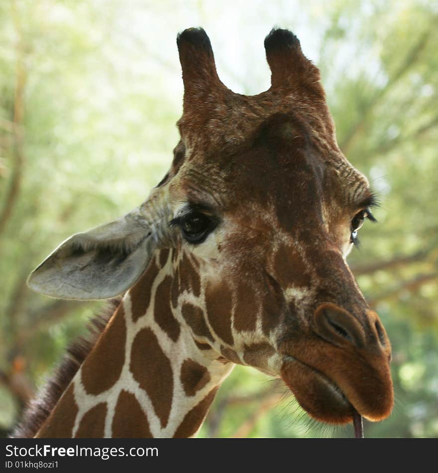 An African Giraffe Chewing on a Stick. An African Giraffe Chewing on a Stick