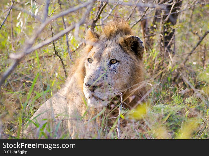 A Lion in the South African Wilderness. A Lion in the South African Wilderness