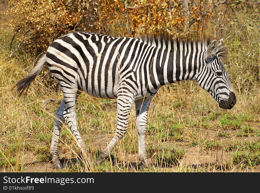 A Zebra in a National-park in South Africa