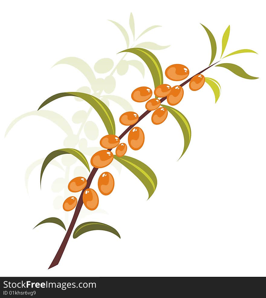 Stylized sea-buckthorn berries  isolated on a white background.