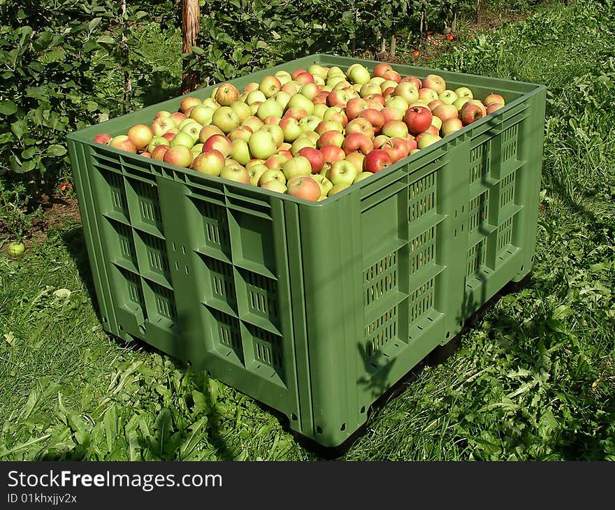 Lots of Apples after they got picked. Lots of Apples after they got picked.