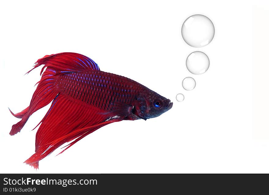 Siamese fighting fish