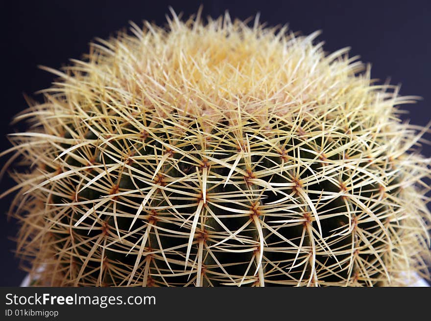 Close-up for a big globe-shaped cactus against a dark background. Close-up for a big globe-shaped cactus against a dark background