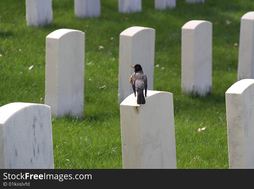 A bird sitting perching on a tombstone. A bird sitting perching on a tombstone