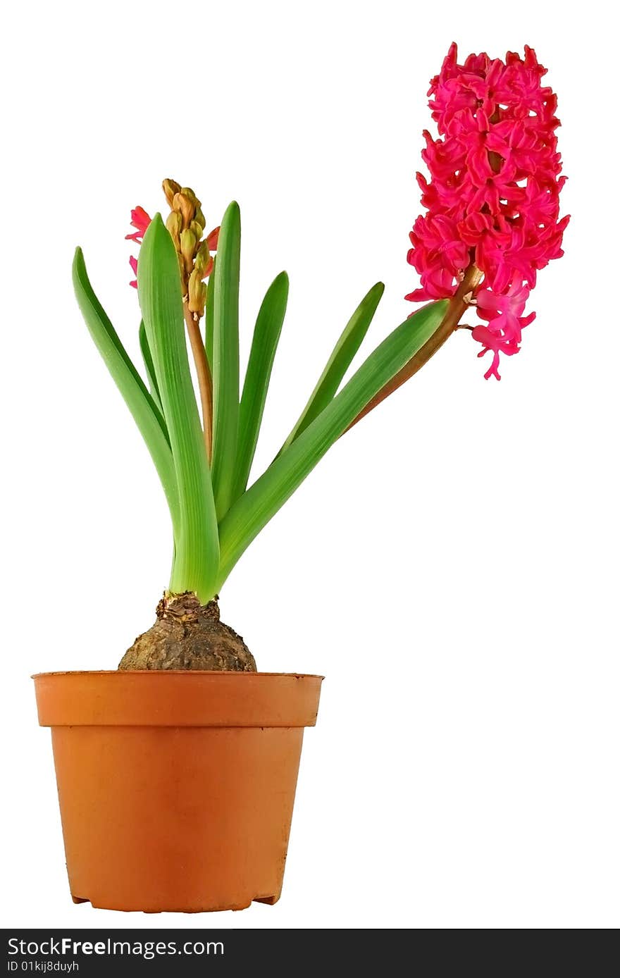 Isolated Hyacinthus