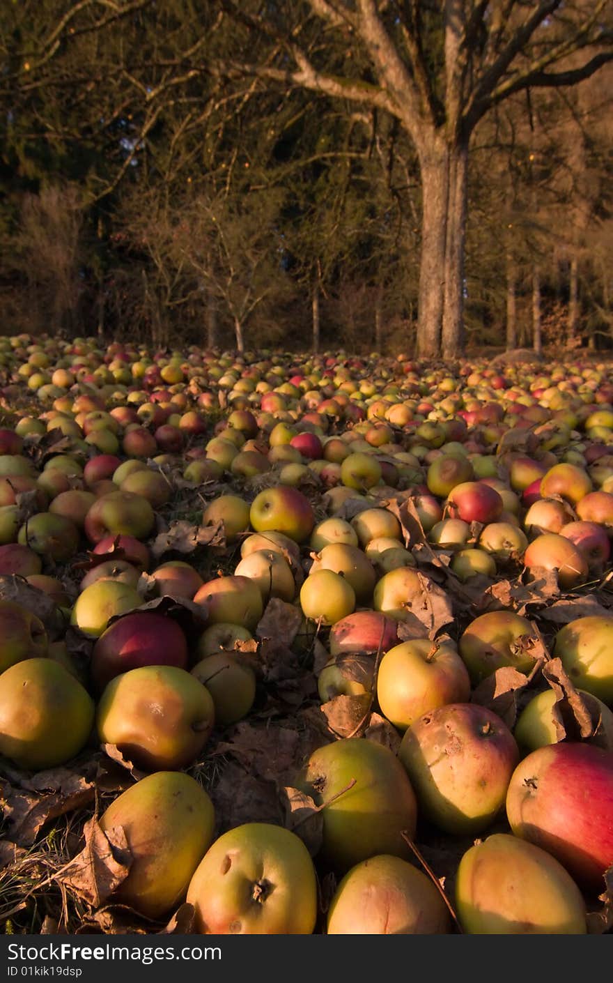 Apples covering the ground at an apple orchard