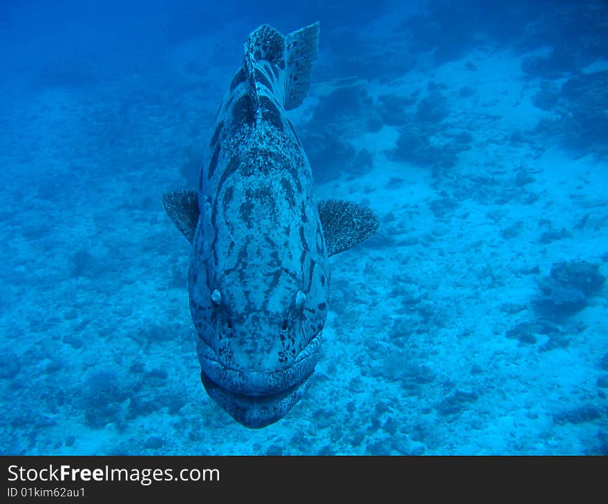 Facing Potato Cod