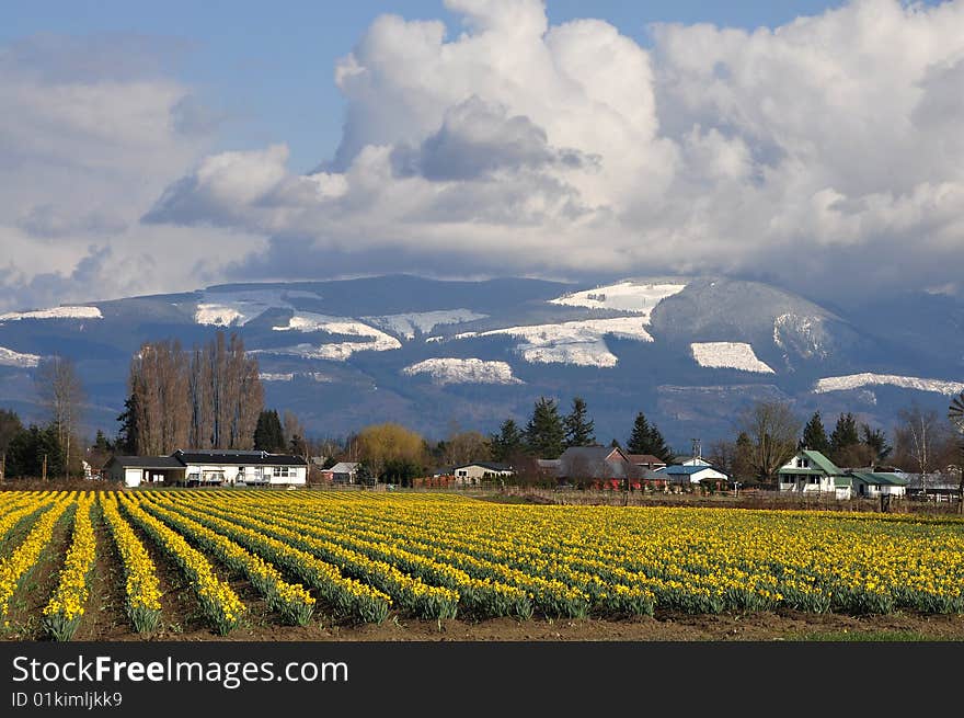 Skaget Valley Daffs