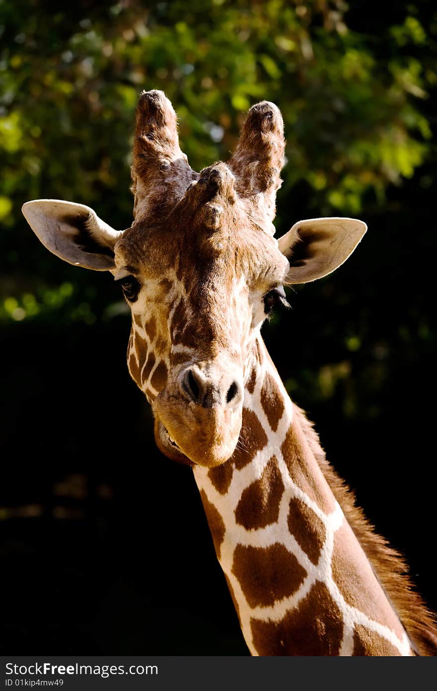 Beautiful portrait of a Giraffe in zoo