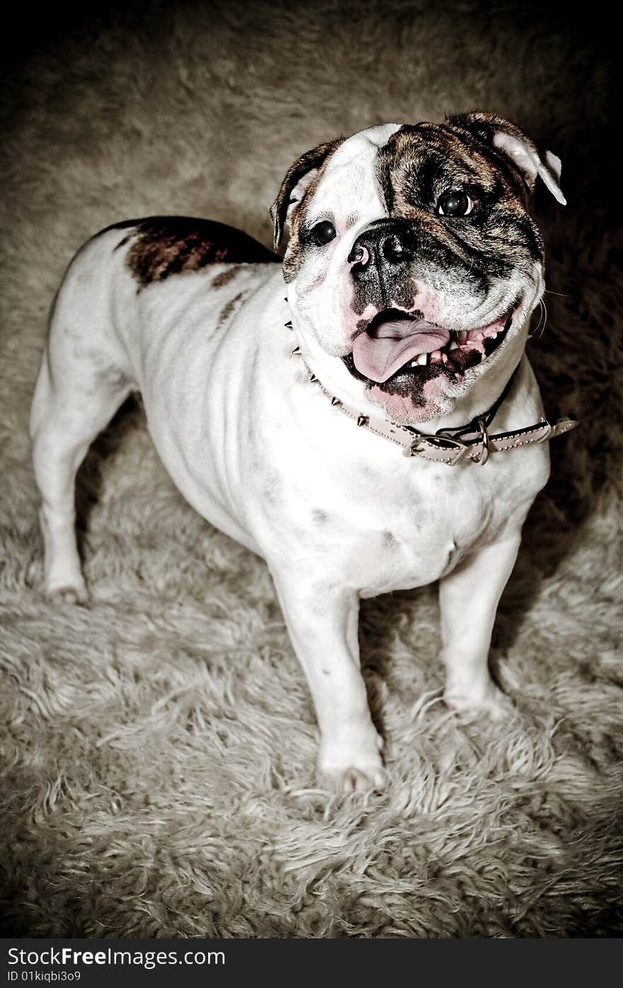 Bulldog studio shoot with fur background. Bulldog studio shoot with fur background