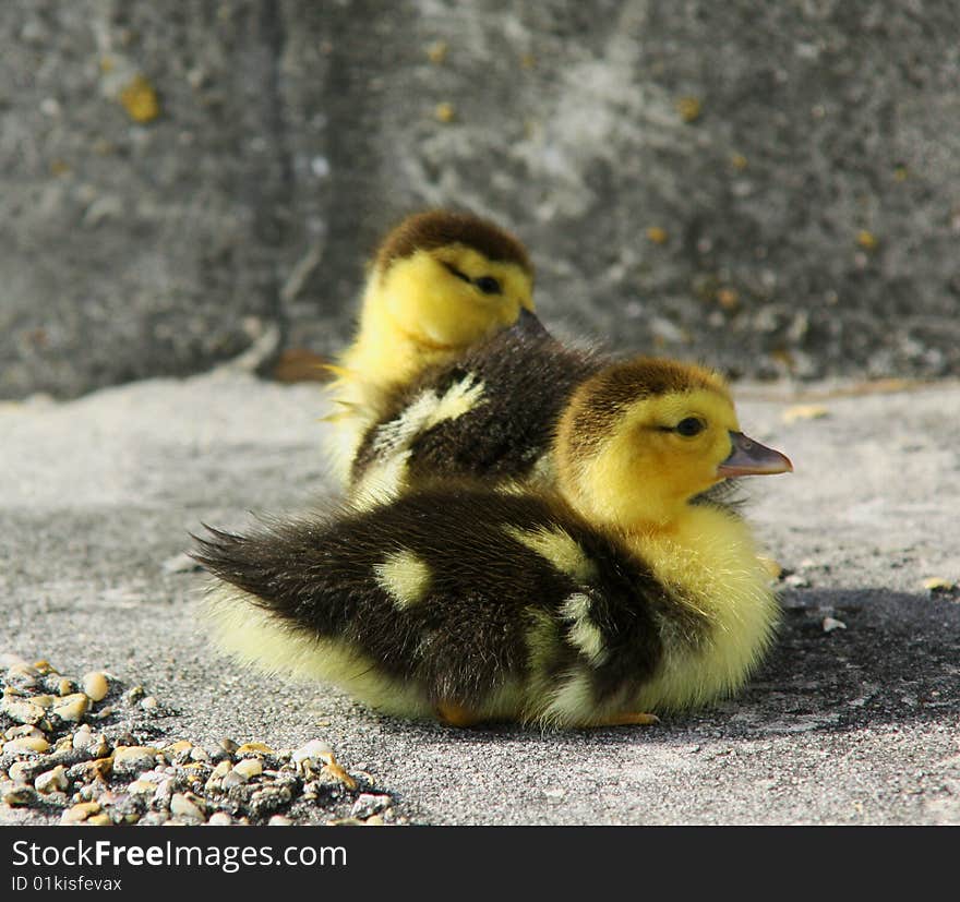 This is a photo of two baby ducks that where all alone,