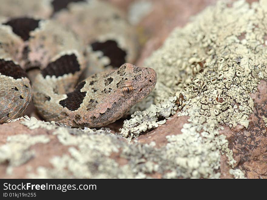 Camouflaged Rattlesnake