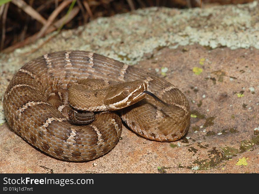 Juvenile Ridge-nosed Rattlesnake