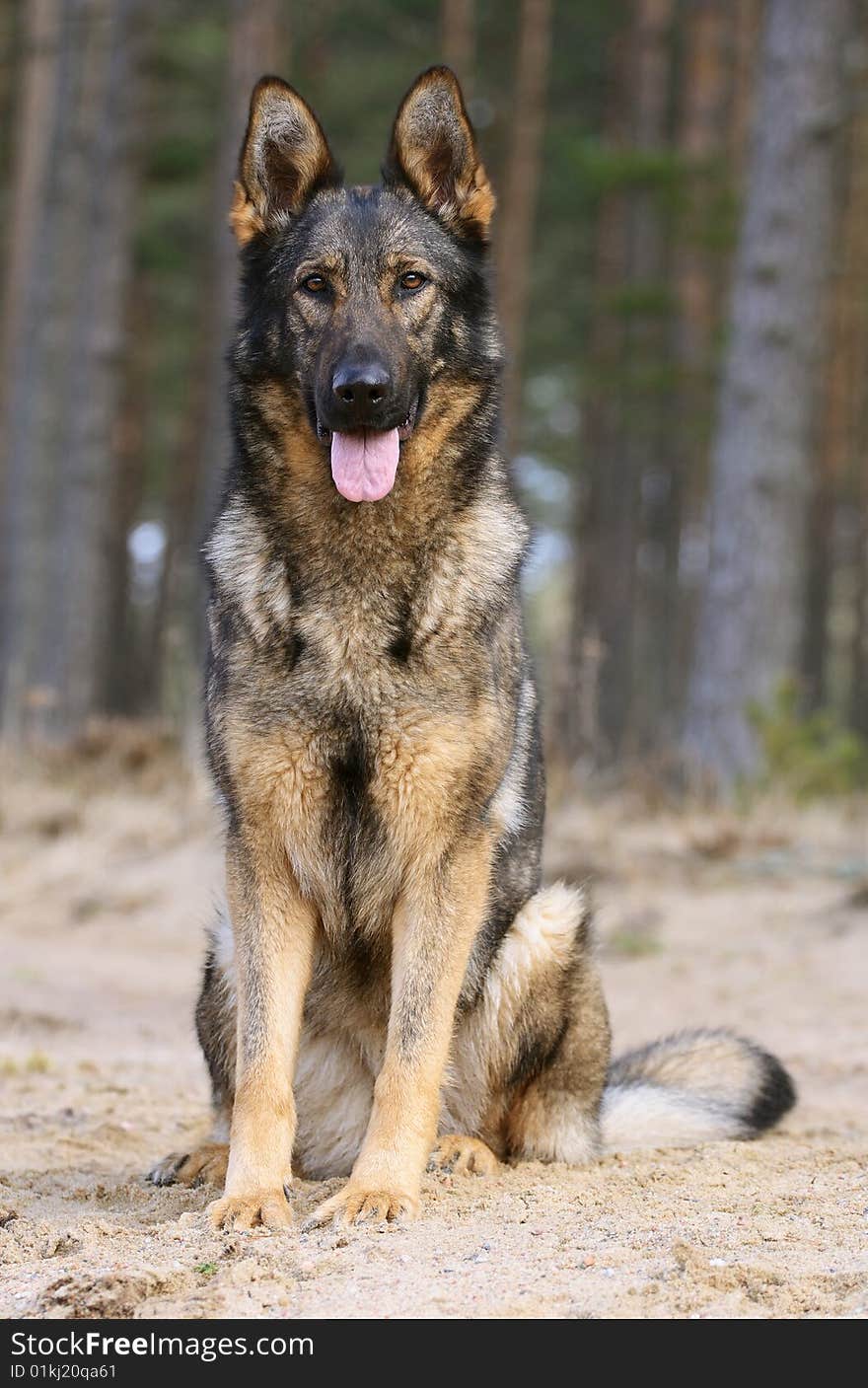 Germany sheepdog