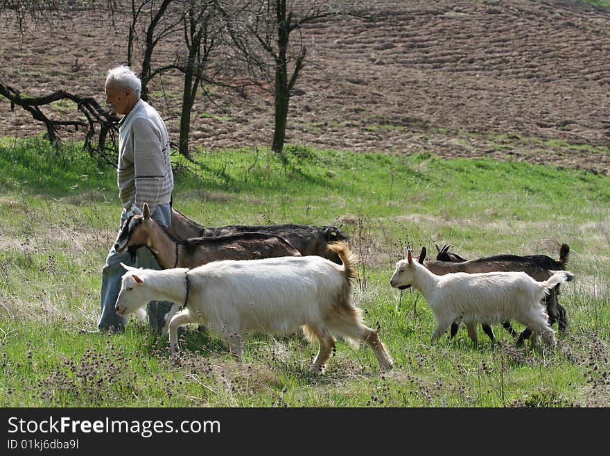 Goat and herdsman on a sunny day