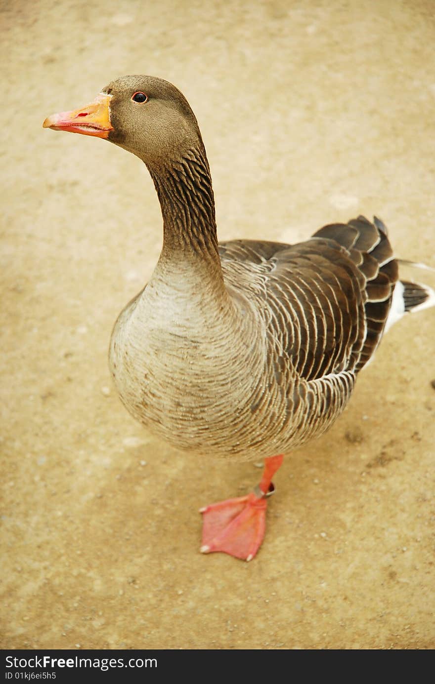 A downward view of a beautiful Greylag Goose.