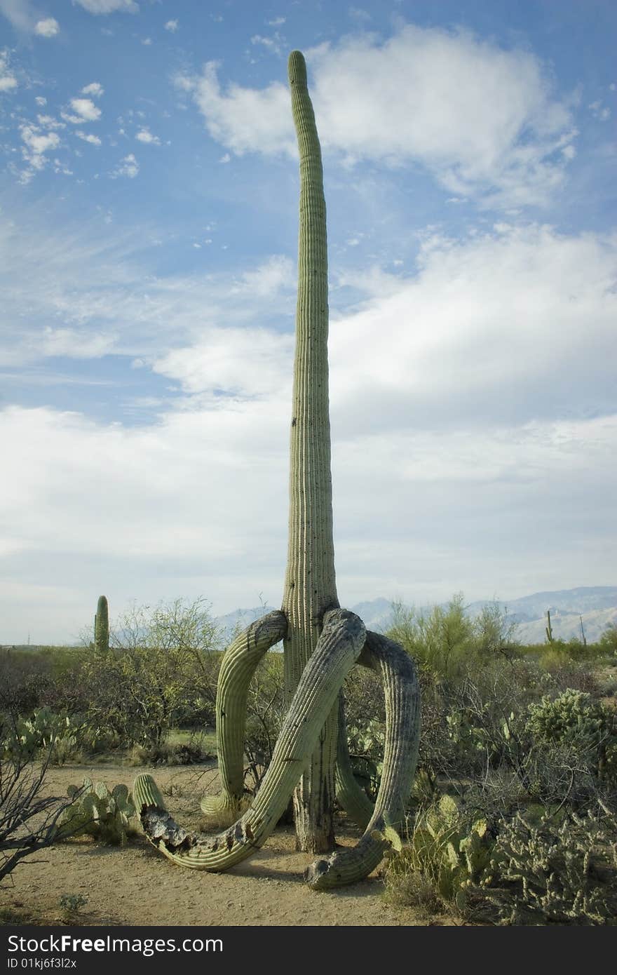 Towering Old Saguaro, Tucson, Arizona