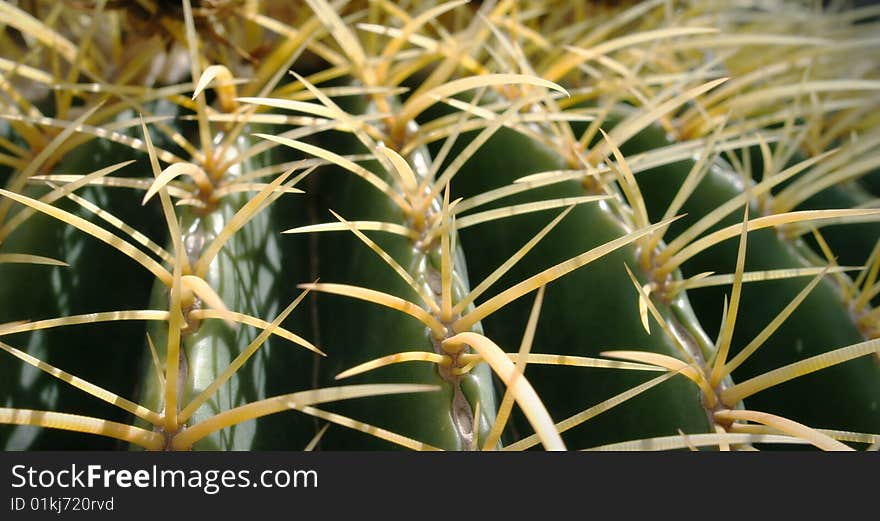 Barrel Cactus in Desert