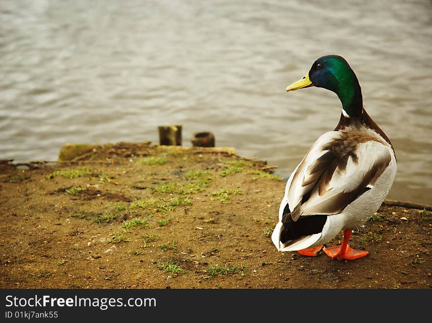 A back view of a Mallard drake in front of a lake. He is positioned to the right. A back view of a Mallard drake in front of a lake. He is positioned to the right.