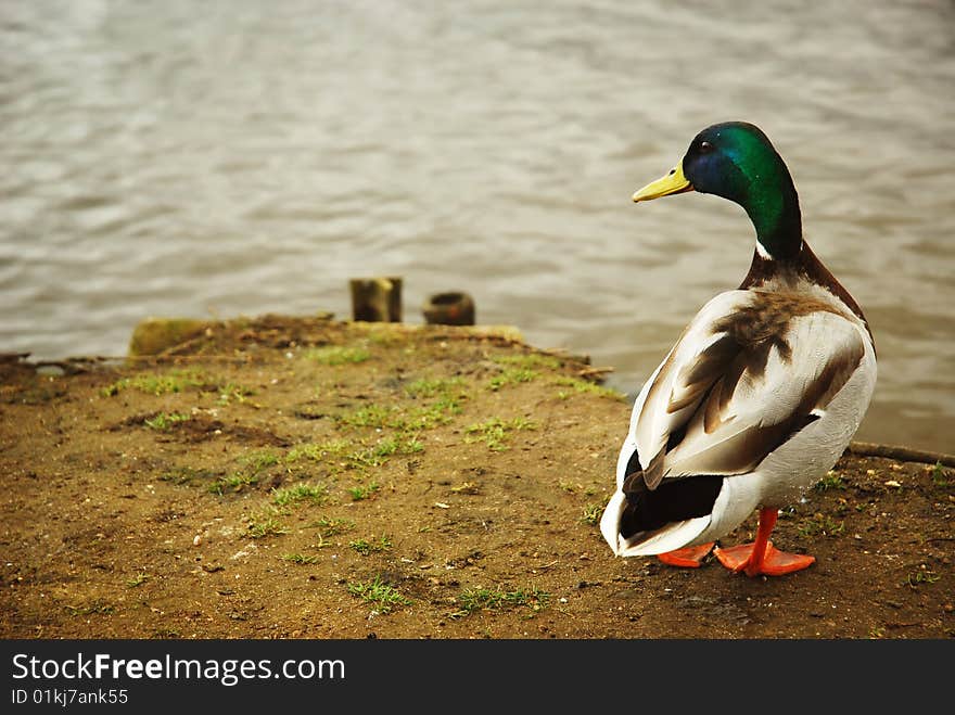 Mallard Drake in front of lake