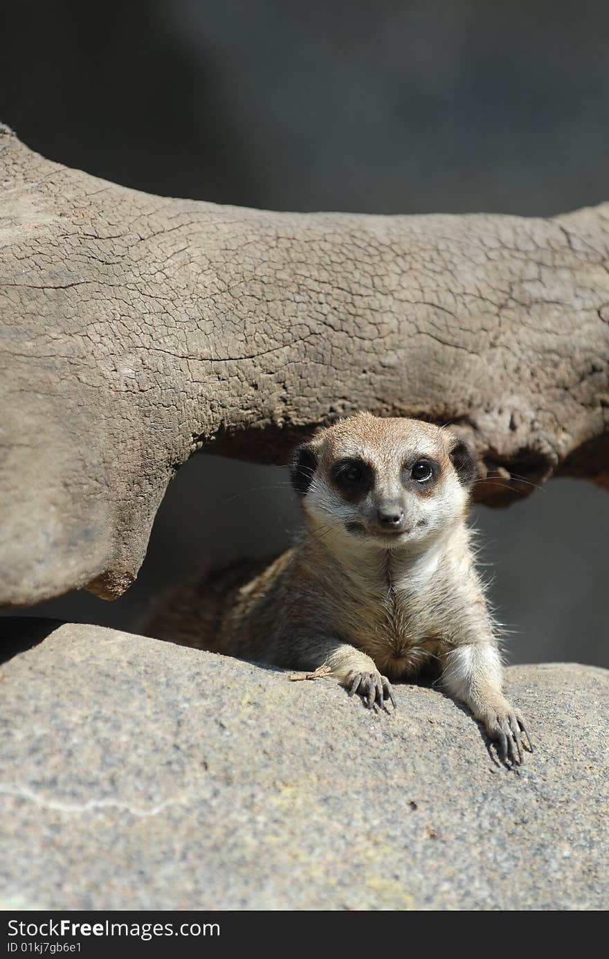 An adorable meerkat is peeking thought a log and a boulder. An adorable meerkat is peeking thought a log and a boulder.