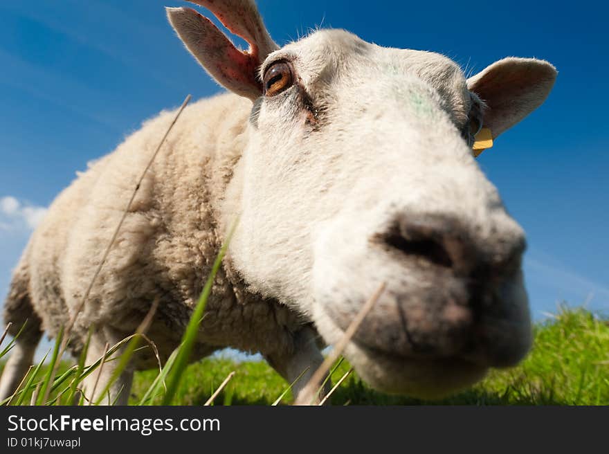 Curious Sheep