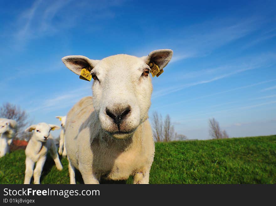 Cute lambs and mother sheep in spring, The Netherlands. Cute lambs and mother sheep in spring, The Netherlands