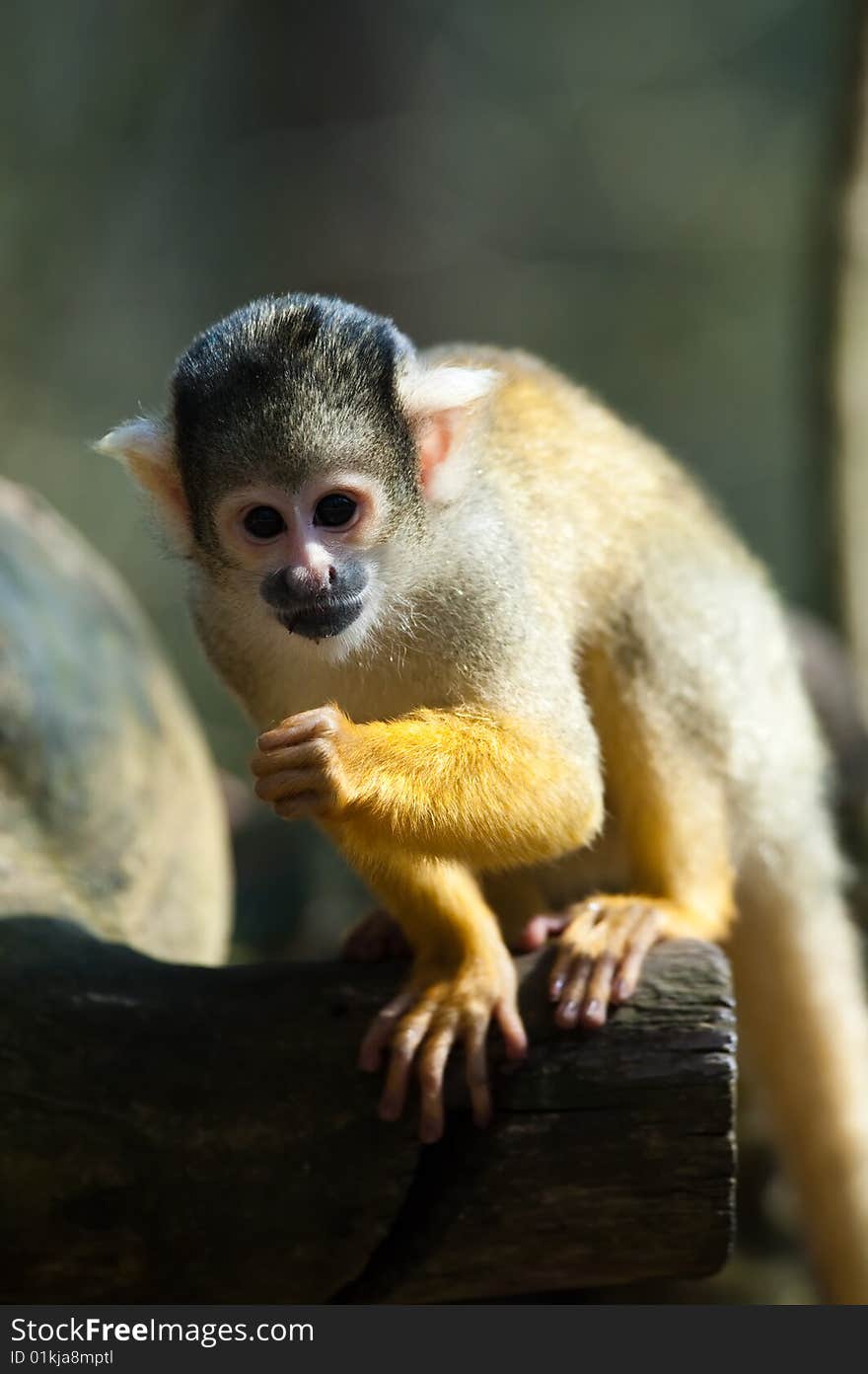 Cute squirrel monkey