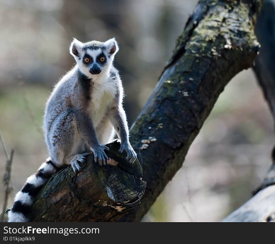 Ring-tailed Lemur