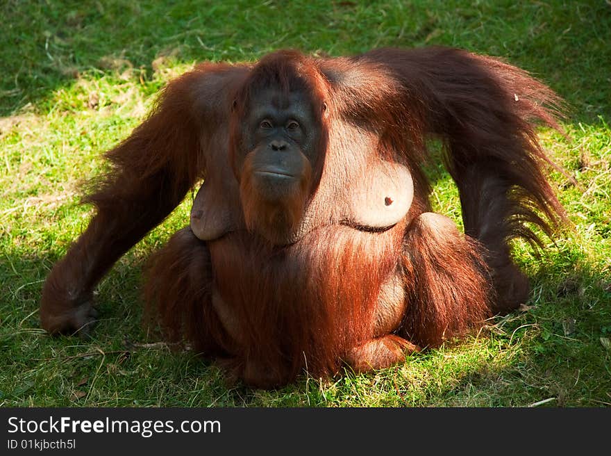 Big orangutan on the grass. Big orangutan on the grass