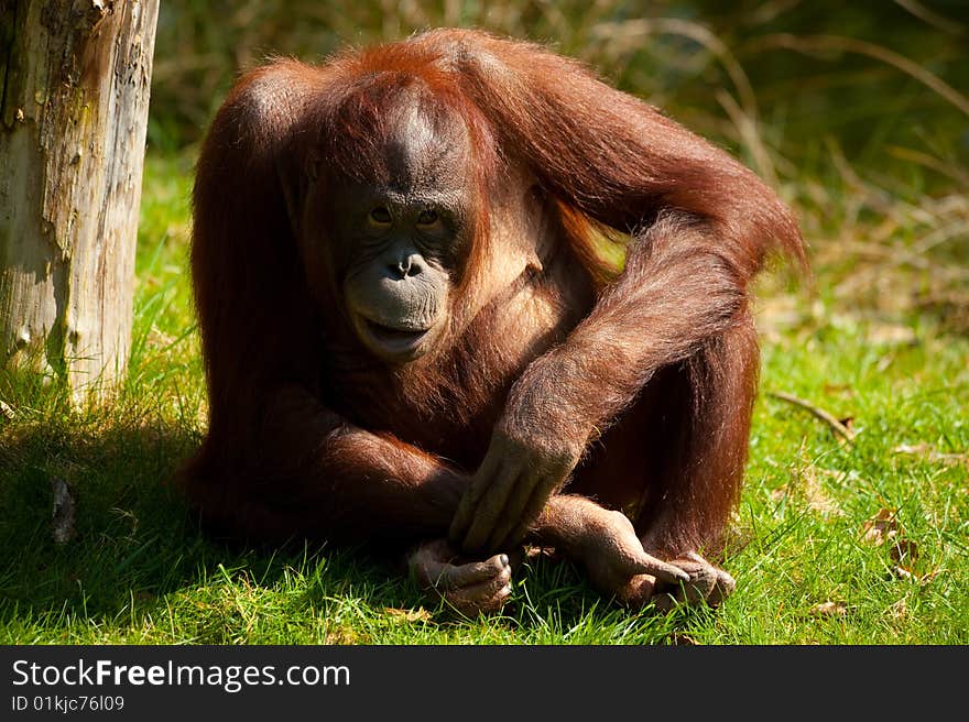 Cute orangutan on the grass