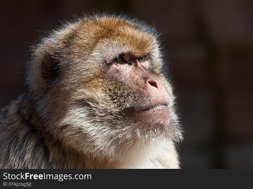 Portrait of a barbary ape