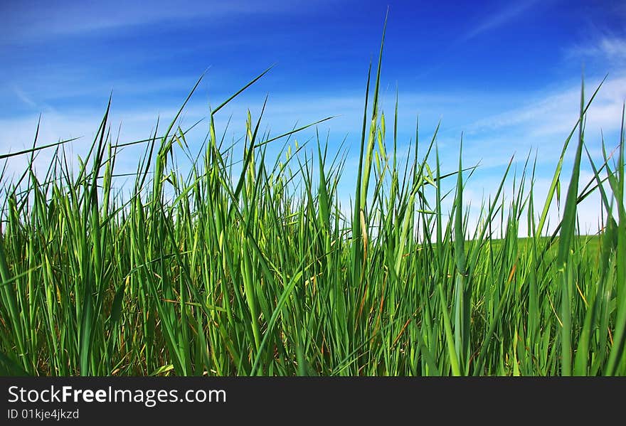 Grass on a background of blue sky. Grass on a background of blue sky.