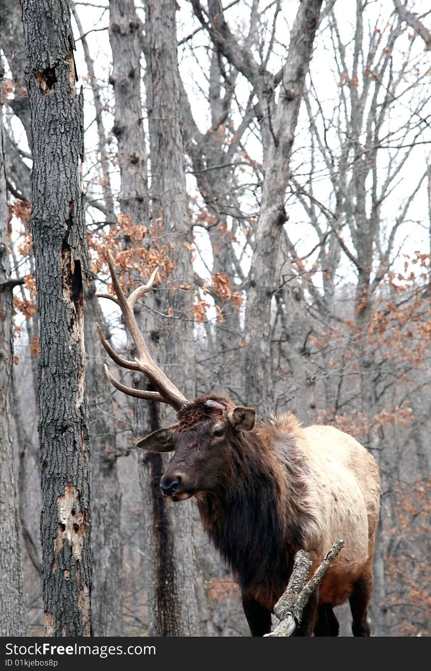 Bull elk