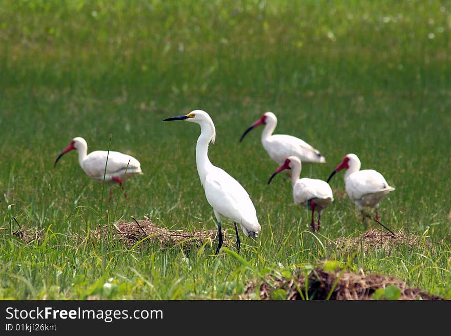 Snowy egret with 4 white ibis. Snowy egret with 4 white ibis