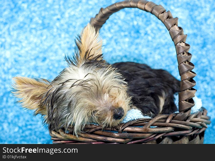 An adorable four month old Yorkshire Terrier puppy sleeping in a basket with a textured blue background with copy space