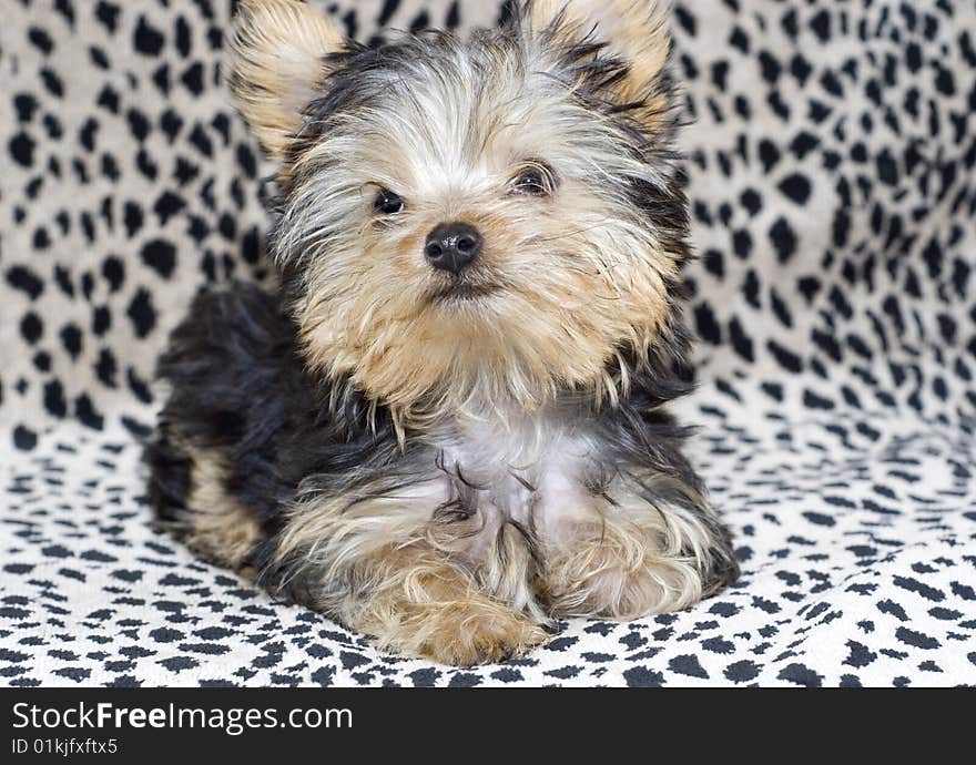 An adorable four month old Yorkshire Terrier Puppy  on a leopard print background with copy space. An adorable four month old Yorkshire Terrier Puppy  on a leopard print background with copy space