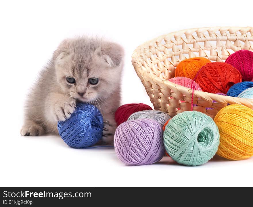 The kitten plays on a white background