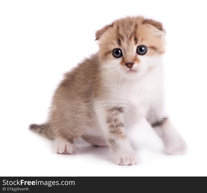 kitten plays on a white background