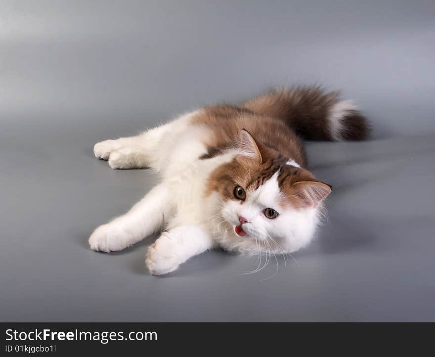 Cat on a grey background