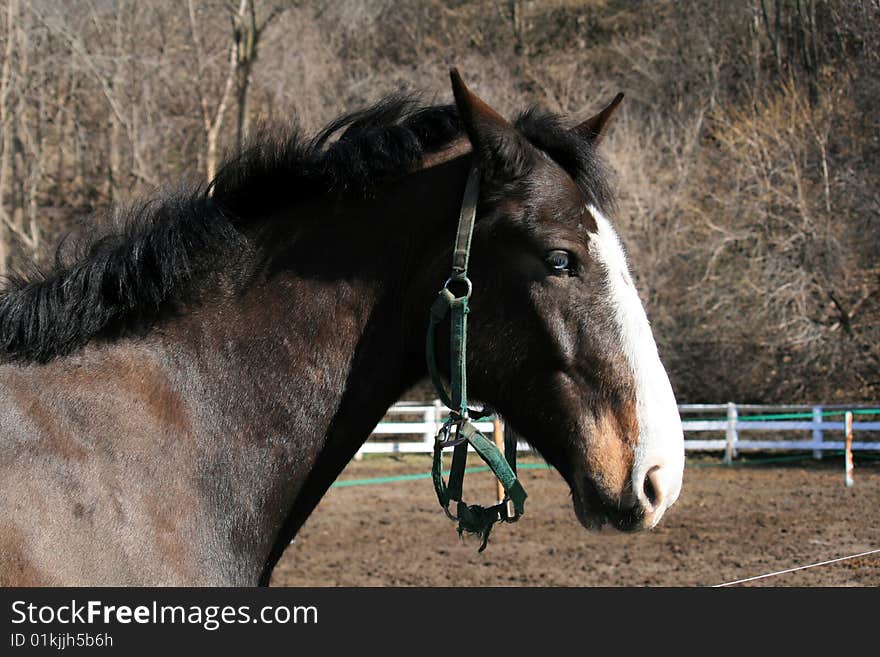 The portrait of sorrel horse. The portrait of sorrel horse