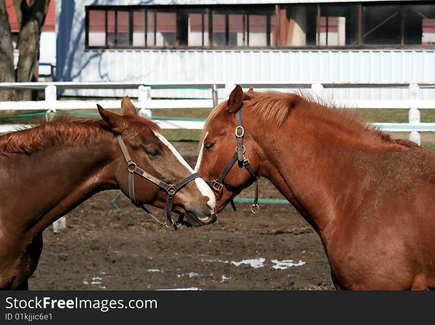 Relations between two cavalry horses. Relations between two cavalry horses