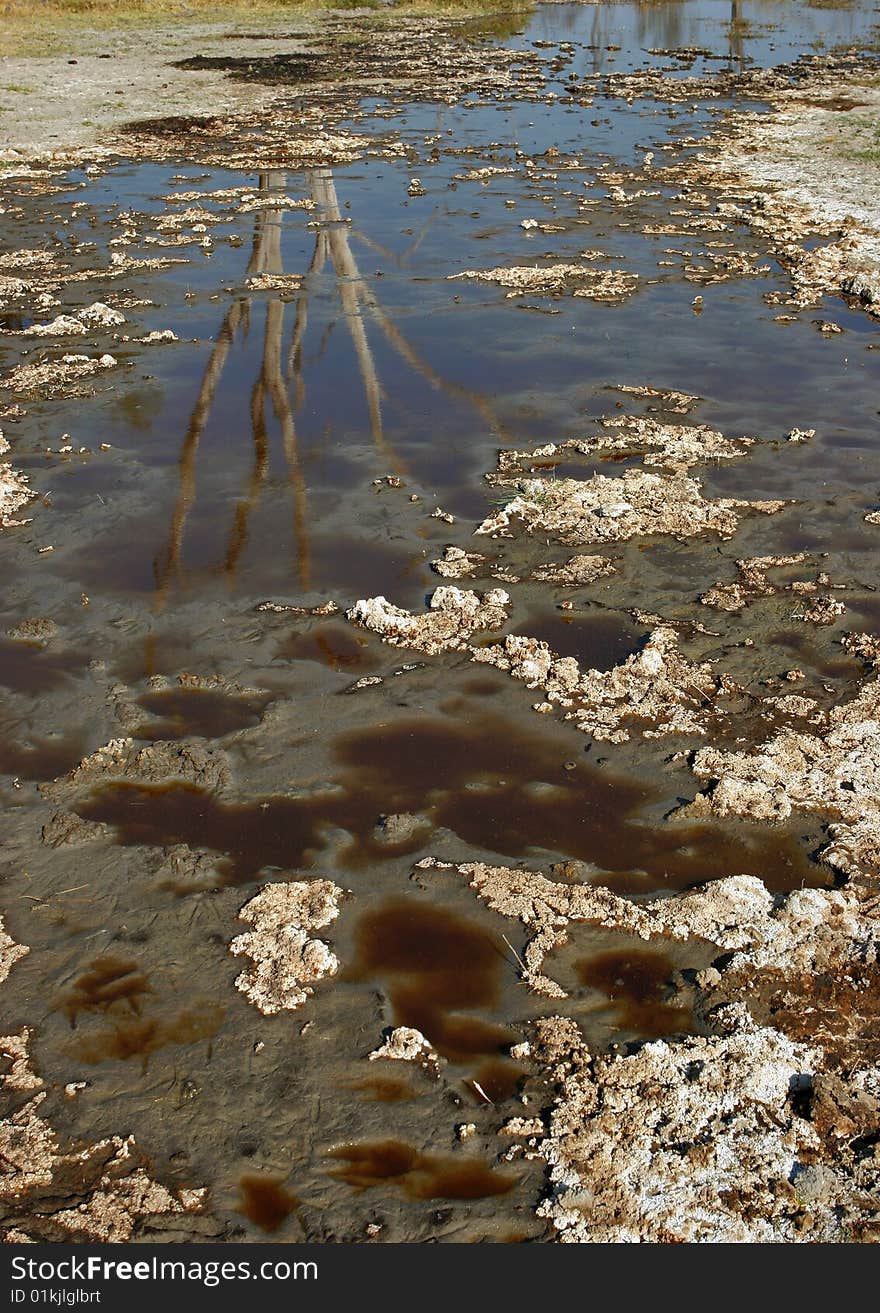 Wild animals traces and reflection of dead tree. Okavango Delta, Botswana. Wild animals traces and reflection of dead tree. Okavango Delta, Botswana.